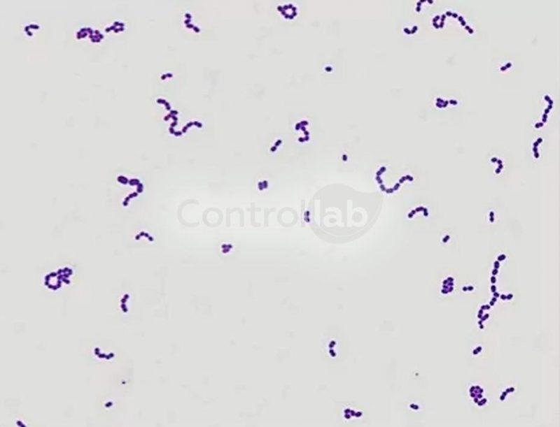 Bacterioscopia GRAM VET