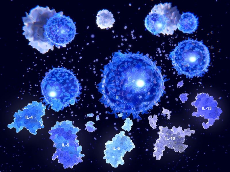 Após a ativação por células apresentadoras de antígeno, as células T auxiliares segregam vários citóquinos IL-4, IL-5, IL-6, IL-9, IL-10 e IL-13